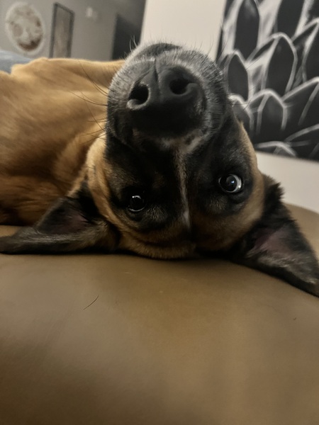 Entry image for Ellie. Clicking this image will show a larger photo