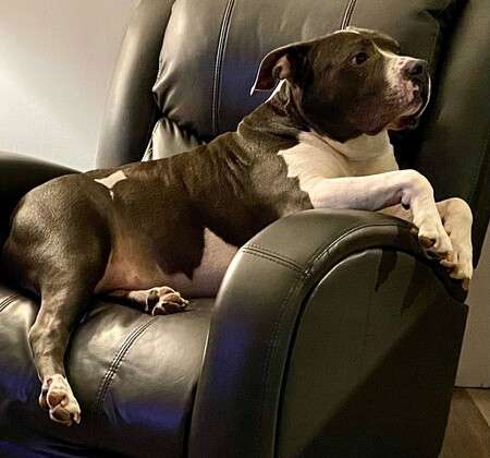 Entry image for Nikko. Clicking this image will show a larger photo