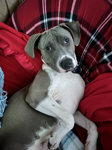 Entry image for Kazansky. Clicking this image will show a larger photo