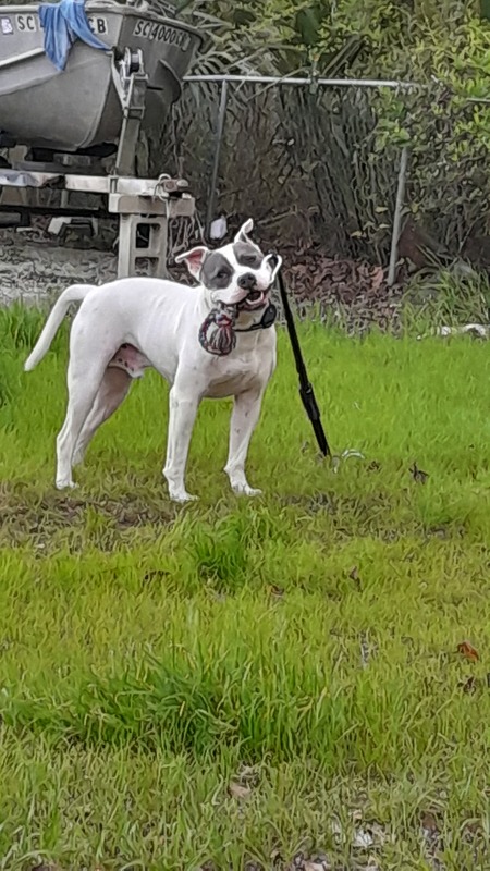 Entry image for BANDIT. Clicking this image will show a larger photo