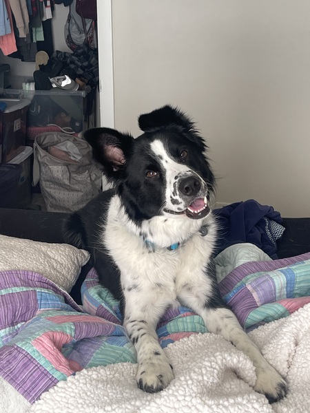 Entry image for Ralph. Clicking this image will show a larger photo