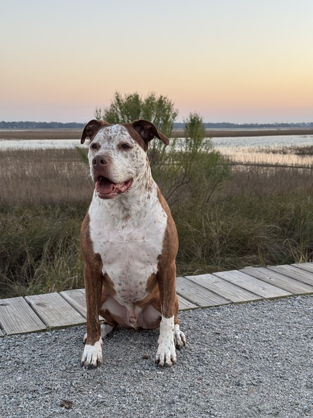 Entry image for Charlie. Clicking this image will show a larger photo