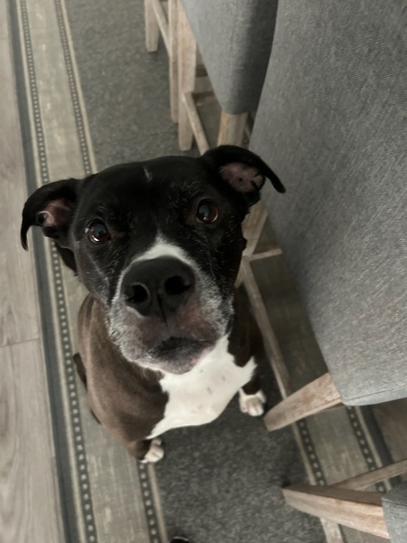 Entry image for Toby. Clicking this image will show a larger photo