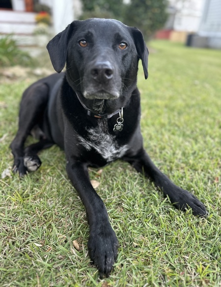 Entry image for Buddy. Clicking this image will show a larger photo