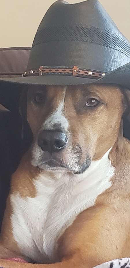 Entry image for Ryder. Clicking this image will show a larger photo