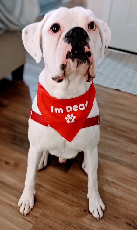 Entry image for Doug the Deaf Dog. Clicking this image will show a larger photo