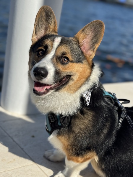 Entry image for Georgie. Clicking this image will show a larger photo