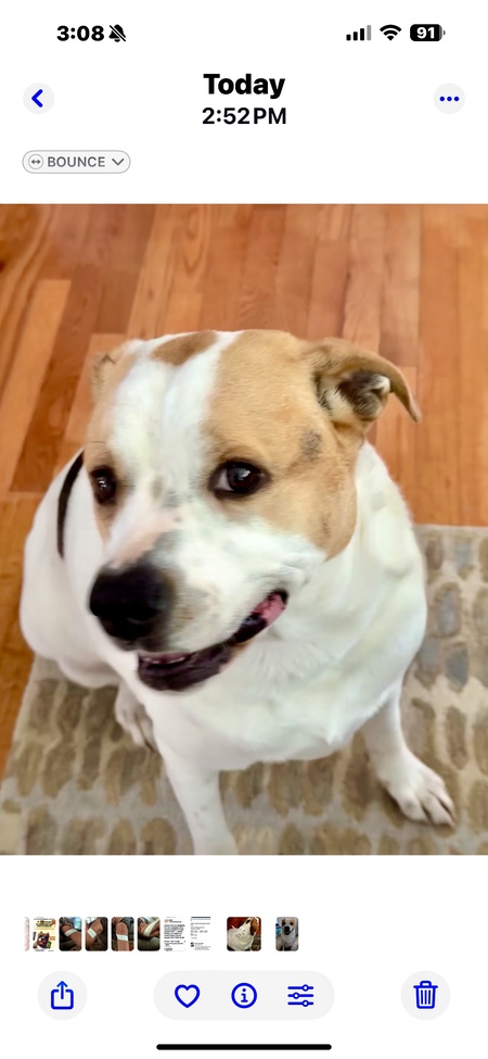 Entry image for Boss. Clicking this image will show a larger photo