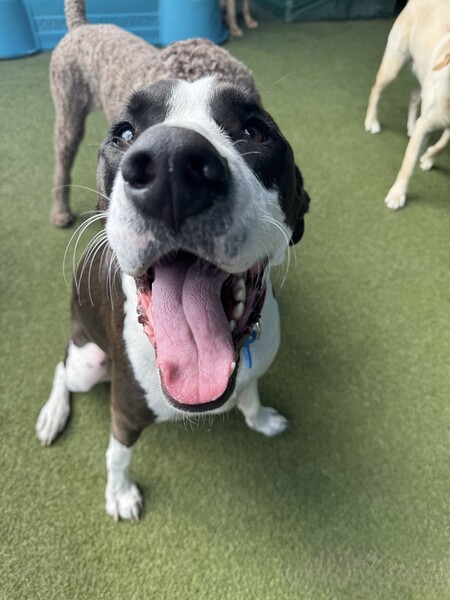 Entry image for Bucket. Clicking this image will show a larger photo