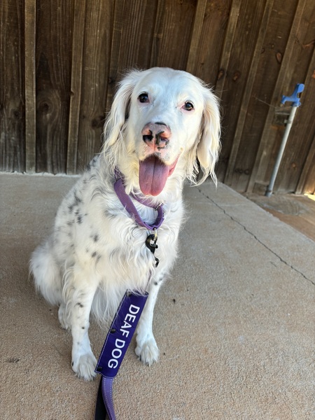 Entry image for Pearl. Clicking this image will show a larger photo