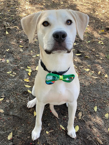 Entry image for Brody. Clicking this image will show a larger photo