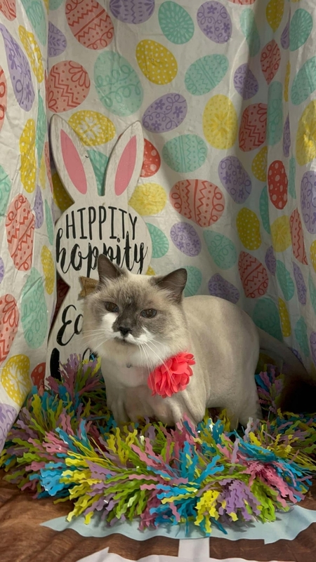 Entry image for Liberty . Clicking this image will show a larger photo