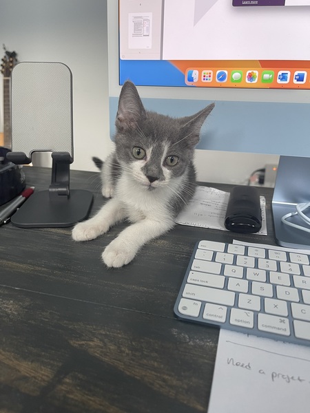 Entry image for Winston. Clicking this image will show a larger photo