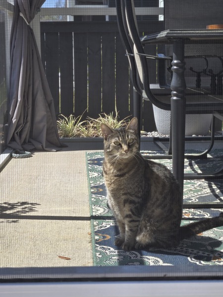 Entry image for Rafiki. Clicking this image will show a larger photo