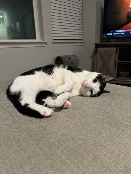 Entry image for Sergeant Meowenstein. Clicking this image will show a larger photo