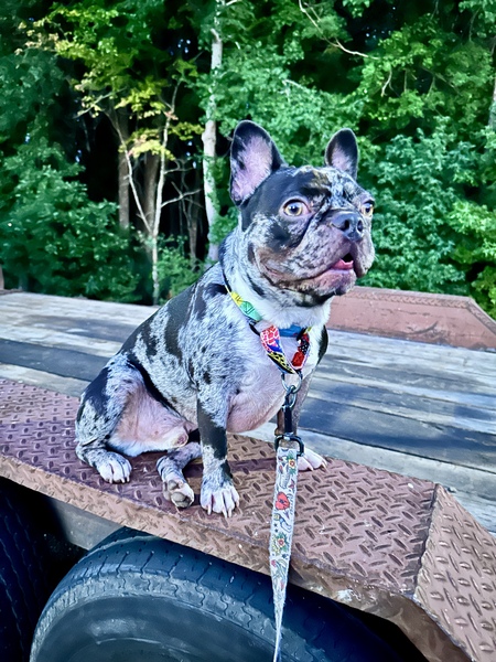 Taz 
