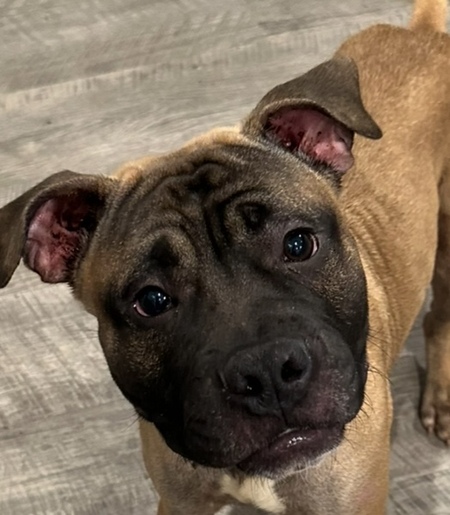 Dexter Squishy Face 
