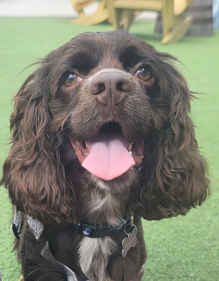 Chewie