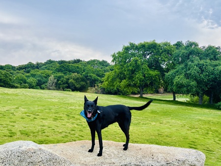 Licorice