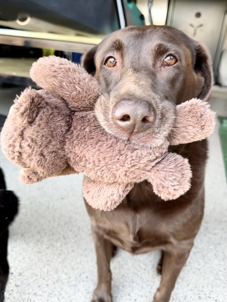 Darla 