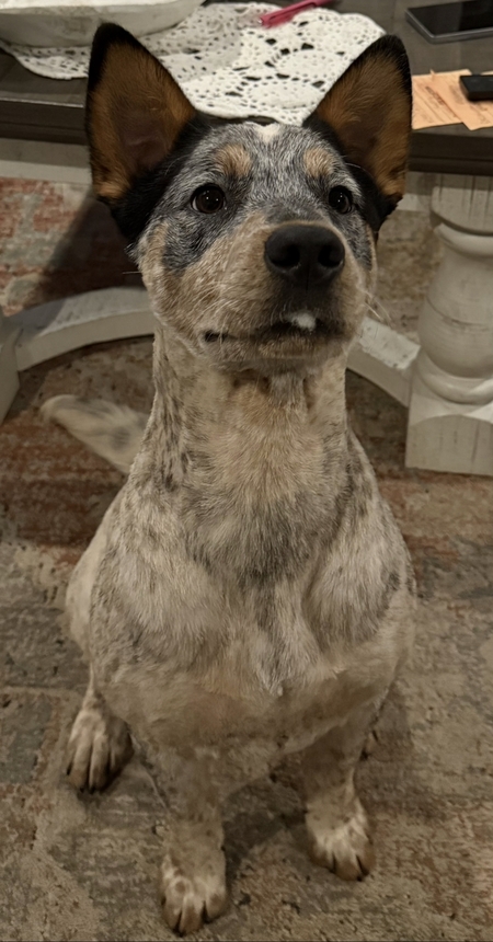 Basil 