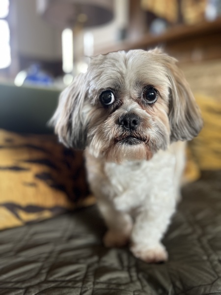 Bentley 