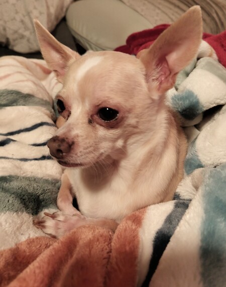 Reggie 