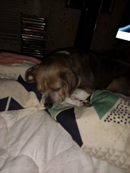 Sadie 
