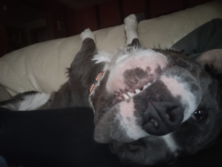 Capone 
