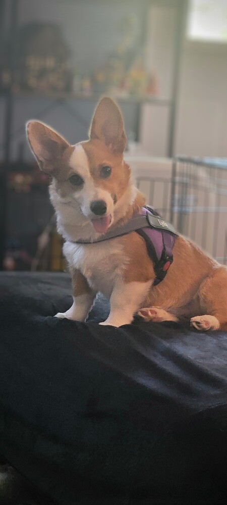 Lydia 