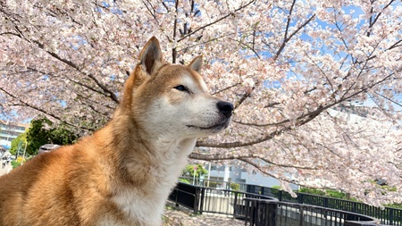 Kiba 
