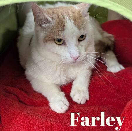 Farley