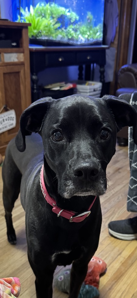 Piper 