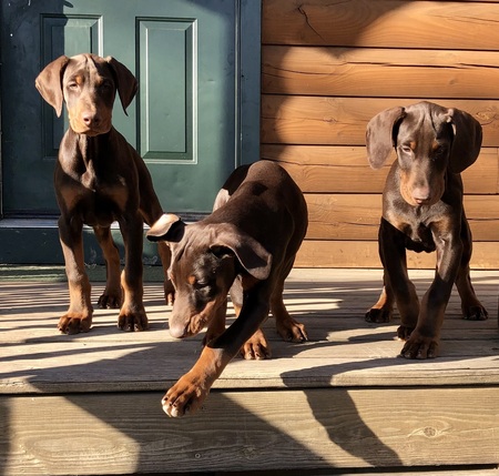 Trudy, Rudy, and Ludy