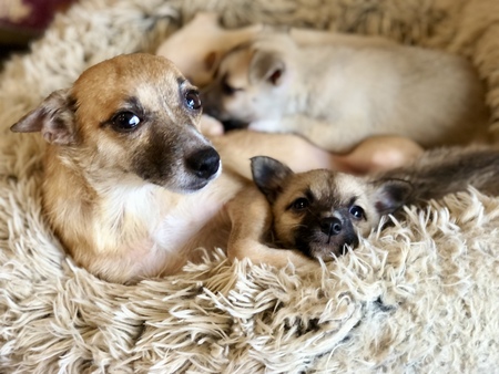 Juno and her puppies.