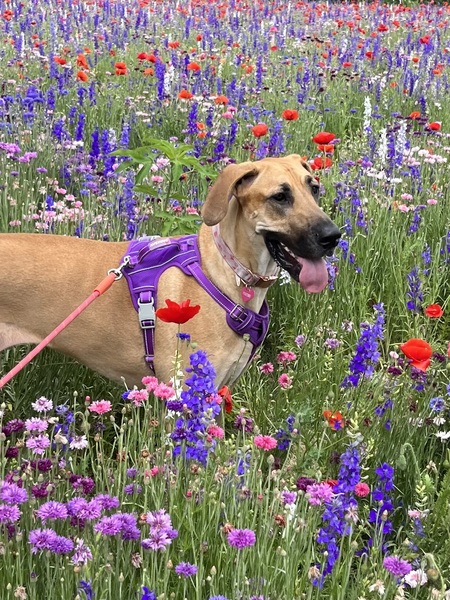 Daphne