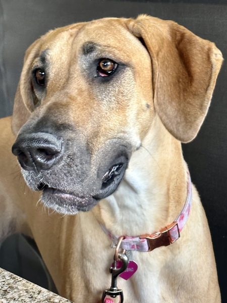Daphne
