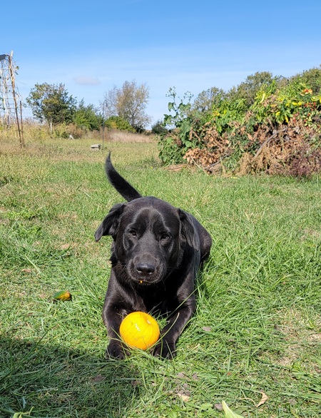 Walter