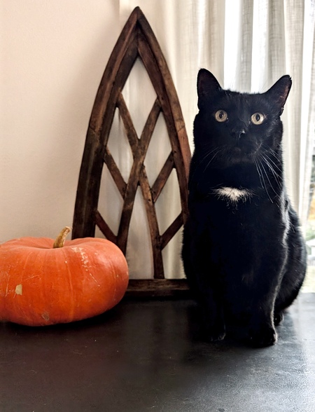 Mowgli