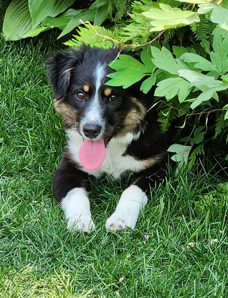 Abbie
