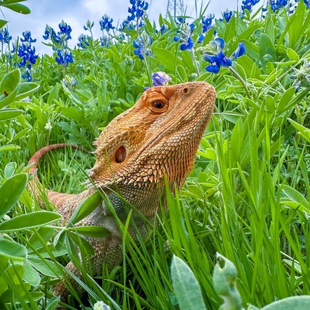 Draco