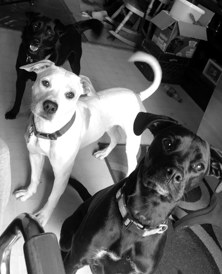 Luna, Zeus and Piper 