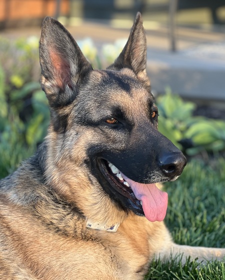Maverick