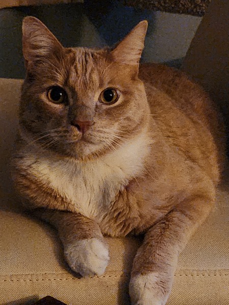 Peanut 
