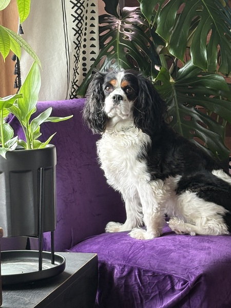 Millie