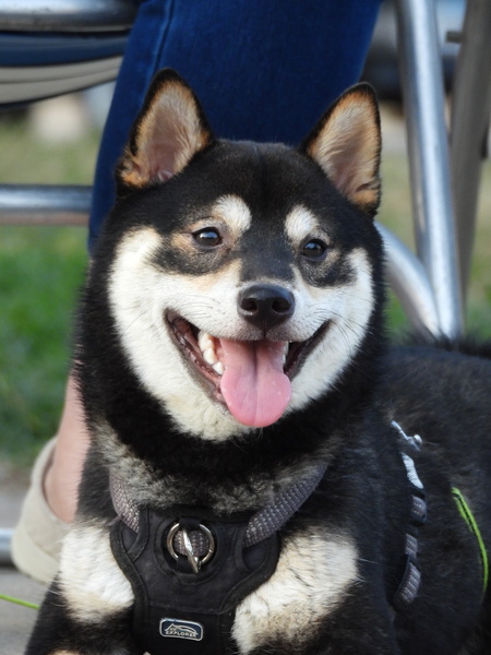 Loki