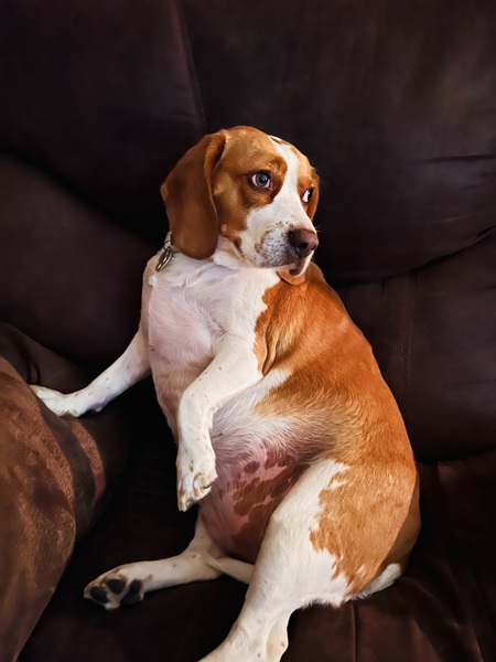 Piper