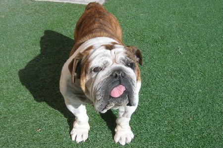 Princess Tulip