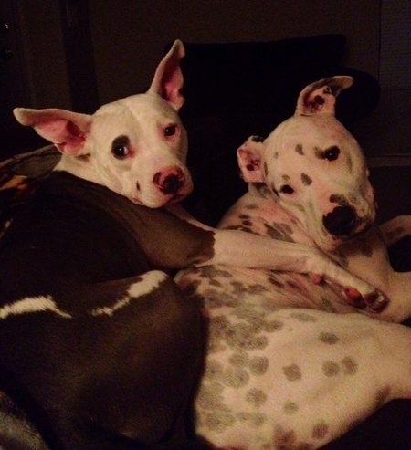 Cosmo and Chance