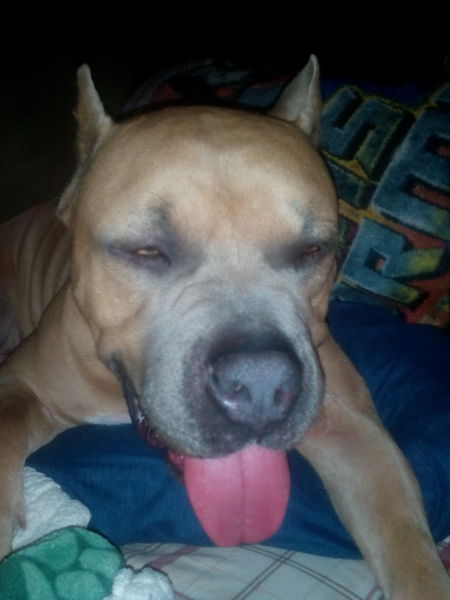 jackyl bear